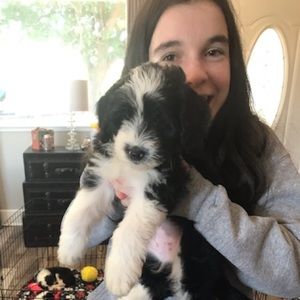 Meet your Posher, Allie